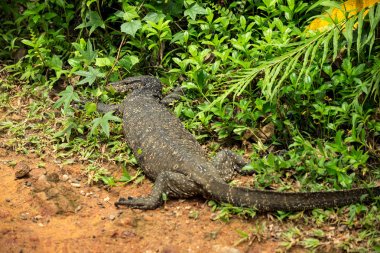 Varan Sinharaja, Sri Lanka, yağmur ormanlarında güneşin tadını çıkarma
