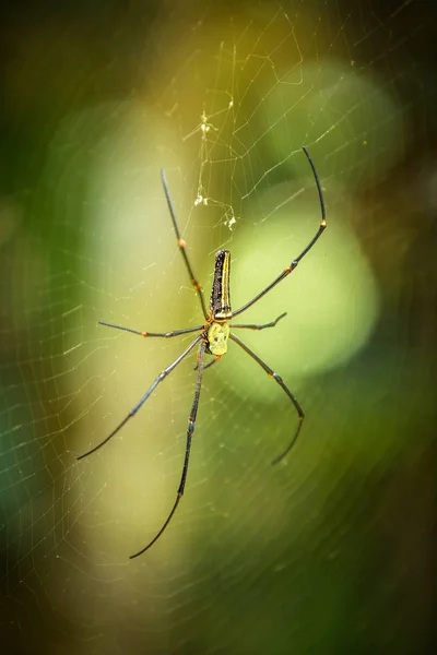 Araignée Soie Nephila Dans Forêt Tropicale Sinharaja Forest Sri Lanka — Photo