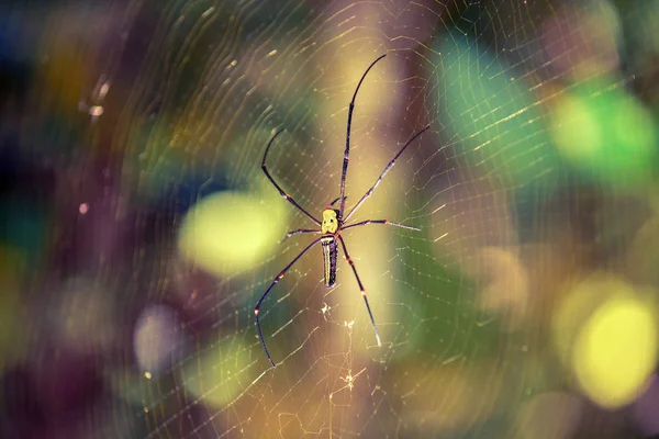 Silkkihämähäkki Nephila Sinharajan Sademetsässä Sri Lankan Metsä — kuvapankkivalokuva