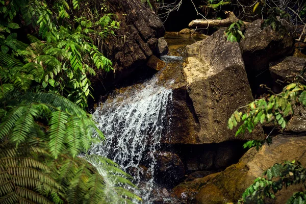 Невеликий Водоспад Дощовий Ліс Sinharaja Шрі Ланки — стокове фото