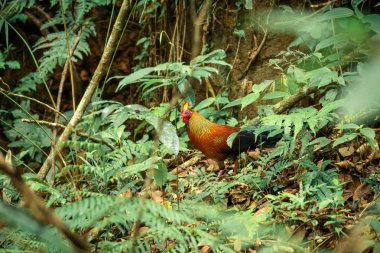 vahşi horoz yağmur ormanlarında Sinharaja, Sri Lanka