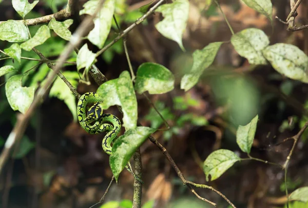 Зеленая Змея Тропических Лесах Синхараджа Шри Ланка — стоковое фото