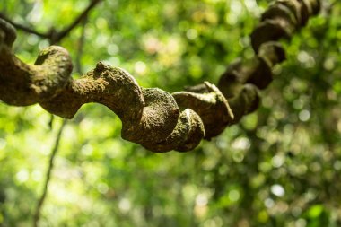 Liana yağmur ormanlarında Sinharaja, Sri Lanka