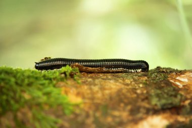kırkayak yağmur ormanlarında Sinharaja, Sri Lanka