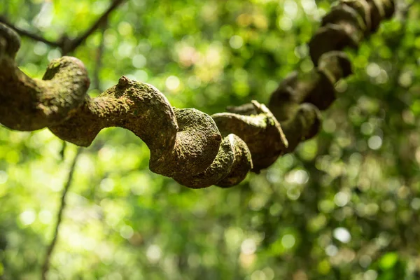 Liana yağmur ormanlarında Sinharaja, Sri Lanka