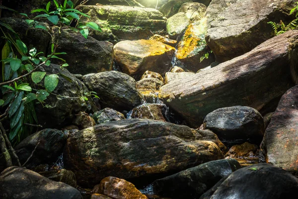 Невеликий Водоспад Дощовий Ліс Sinharaja Шрі Ланки — стокове фото