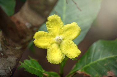 Yağmur ormanlarında Sinharaja, Sri Lanka güzel sarı çiçek