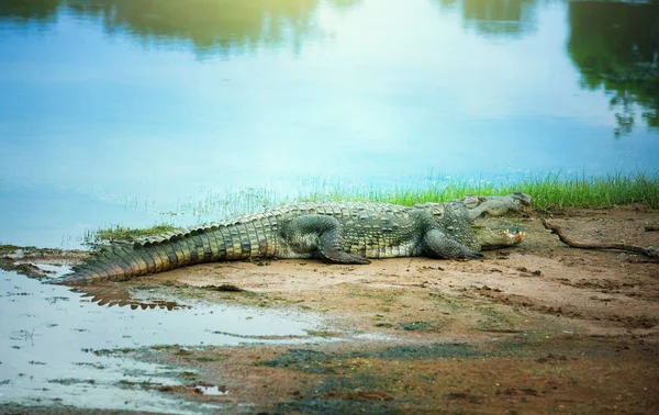 Crocodilo Descansando Costa Parque Nacional Yala Sri Lanka — Fotografia de Stock