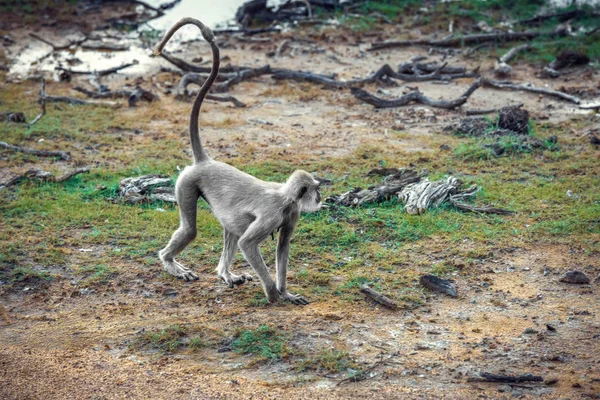 Mono Parque Nacional Yala Sri Lanka —  Fotos de Stock