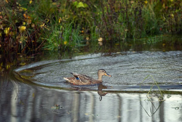 Young Duck Forest Autumn Pond — Stock Photo, Image