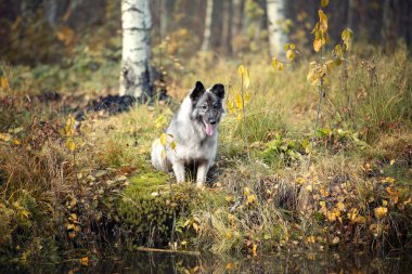Şirin pofuduk köpeğin sonbahar portresi