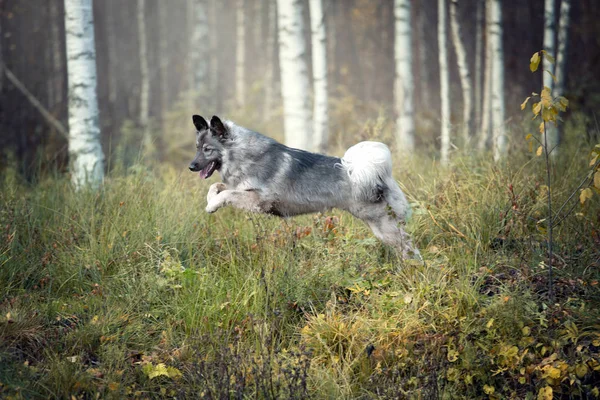 かわいいふわふわの犬が草の中に飛び込む — ストック写真