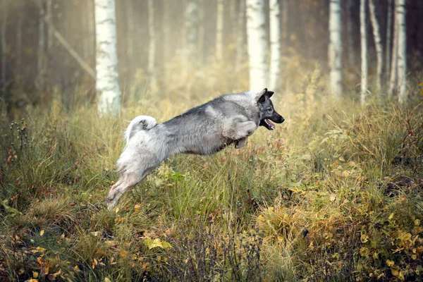 かわいいふわふわの犬が草の中に飛び込む — ストック写真