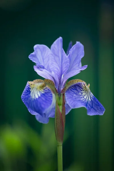 Primer Plano Una Flor Iris Barbudo Iris Germanica — Foto de Stock