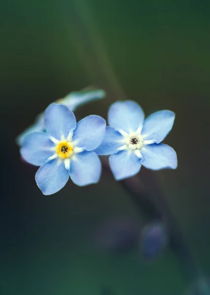 Pequeñas Flores Del Bosque Azul Sobre Fondo Verde Oscuro — Foto de Stock
