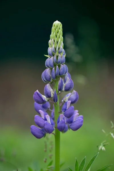 Yaz Tarlasında Tek Mor Lupin — Stok fotoğraf