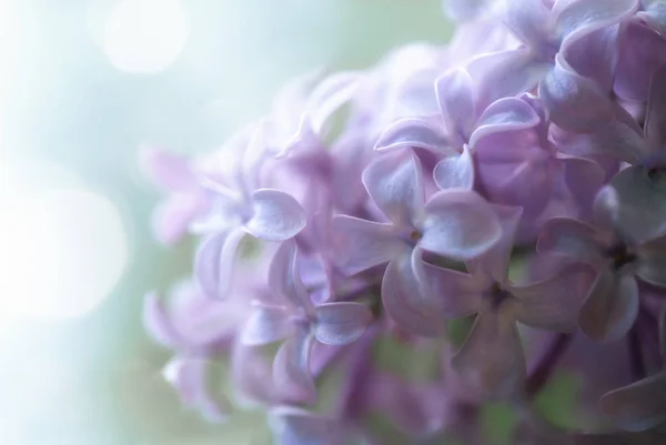 Leylak Çiçekleri Ile Bulanık Arkaplan — Stok fotoğraf