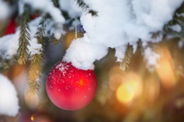 Karlı bir dalda Noel ağacı oyuncağı - kırmızı top