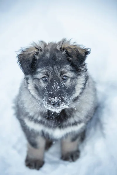 Portret Van Schattig Pluizig Puppy Spelen Sneeuw — Stockfoto