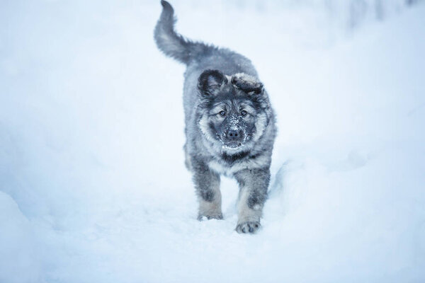 Portrait of cute fluffy puppy playing in the snow