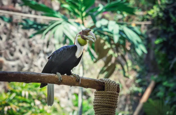 Pássaro Tropical Safari Bali Parque Marinho — Fotografia de Stock