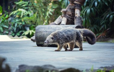 Binturong (Arctictis binturong) ayı olarak da bilinir.