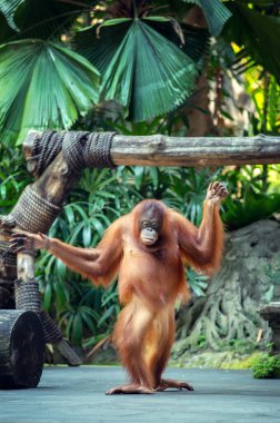 Cute young orangutan walking in zoo clipart