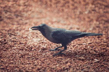 Gagasında bir parça peynir olan karga.