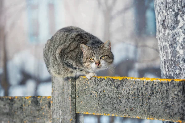 Gato Patio Sienta Una Valla Contra Fondo Paisaje Invierno — Foto de Stock