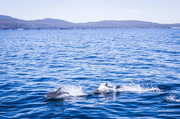 Dolfijnen springen op Maria Island — Stockfoto