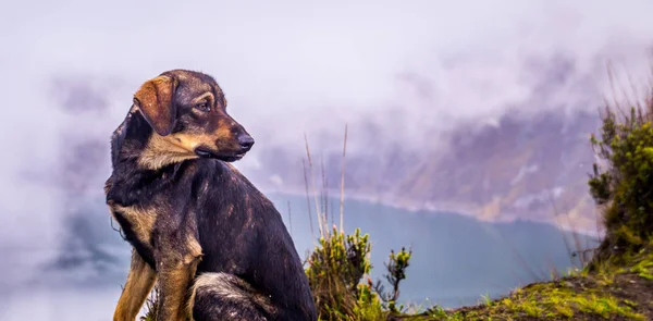 Собака при Кілотоа Озеро Крейтер Еквадору — стокове фото