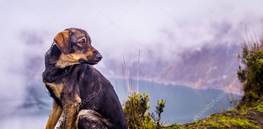 Dog at Quilotoa crater lake Ecuador
