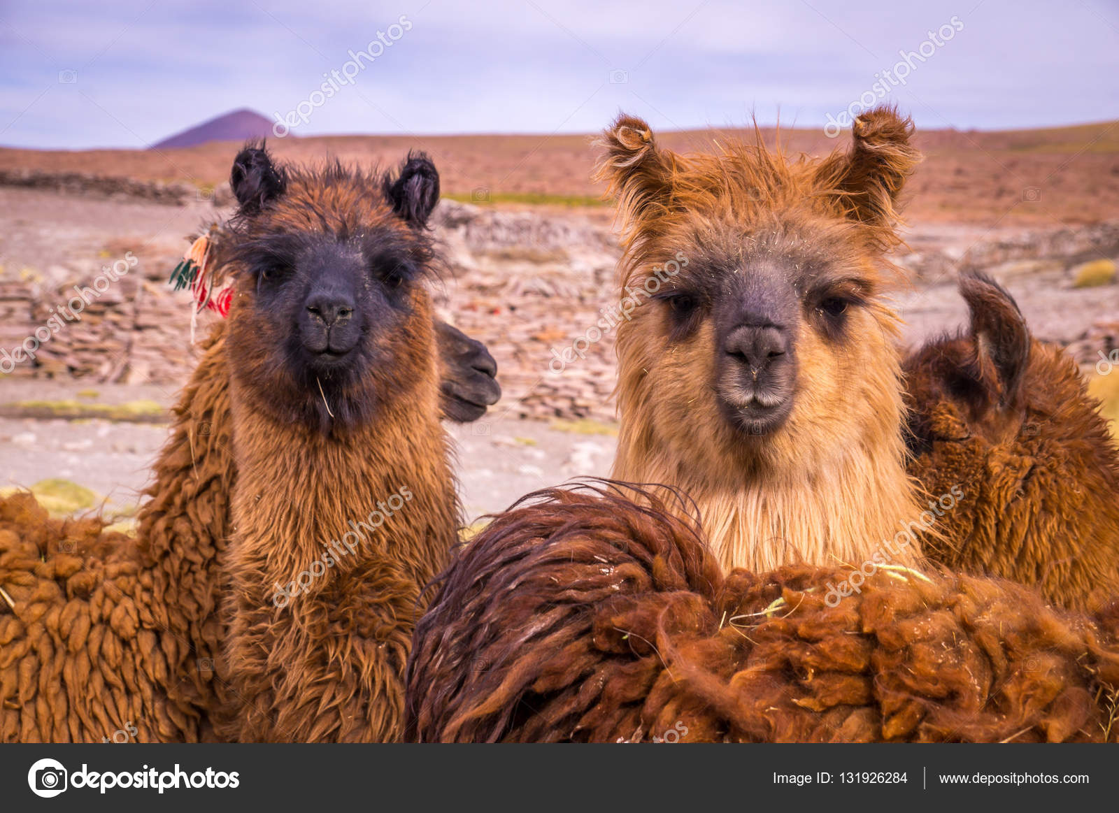 茶色 ラマ アルパカの群れ ストック写真 C Julianpetersphoto 茶色 ラマ アルパカの群れ ストック写真 C Julianpetersphoto