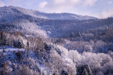 Kışın ağaçlar Kara Orman, Almanya