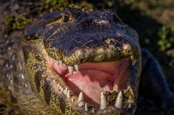 Yacare Caiman, cocodrilo en Pantanal, Paraguay —  Fotos de Stock