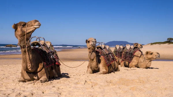 Camels reposant sur la plage en Australie — Photo