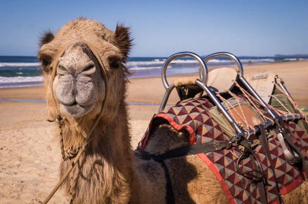 Camel with saddle resting on beach in Australia — Stock Photo, Image