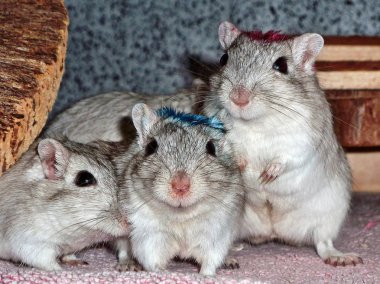 Gerbils şirin grup