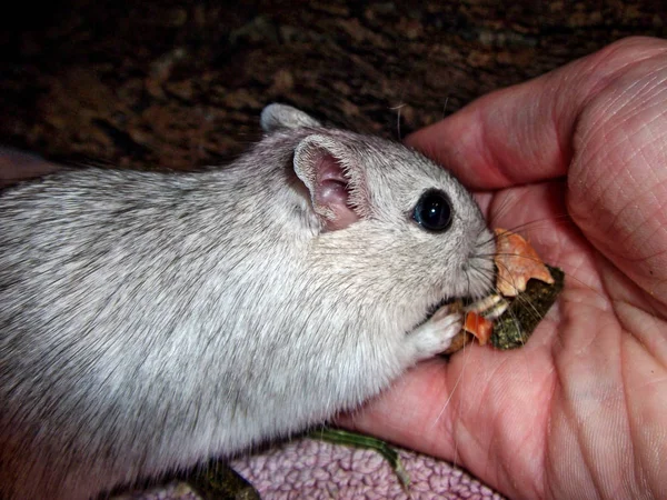 Gerbil comiendo granos de la mano — Foto de Stock