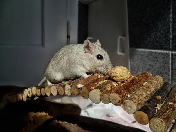 A fahíd aranyos gerbil — Stock Fotó