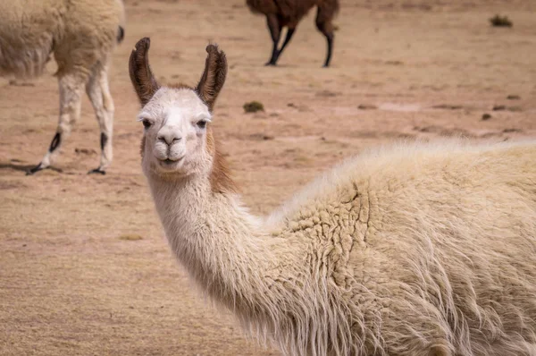 Lama alpaka komik portresi altiplano içinde — Stok fotoğraf