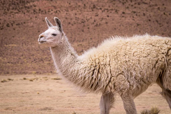 Lama Alpaca in altiplano — Stock Photo, Image