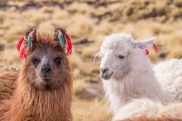 Portrait of Lamas Alpacas with colorful decoration in altiplano — Stock Photo, Image