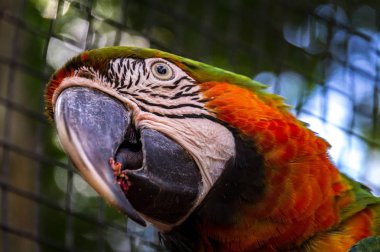 Amerika papağanı papağan portresi