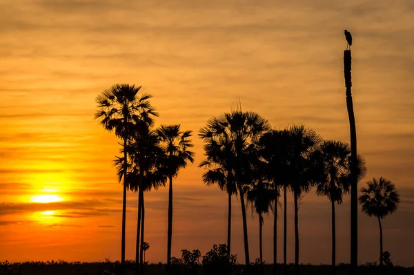 Sonnenuntergang mit Vogel und Bäumen im Pantanal, Paraguay — Stockfoto