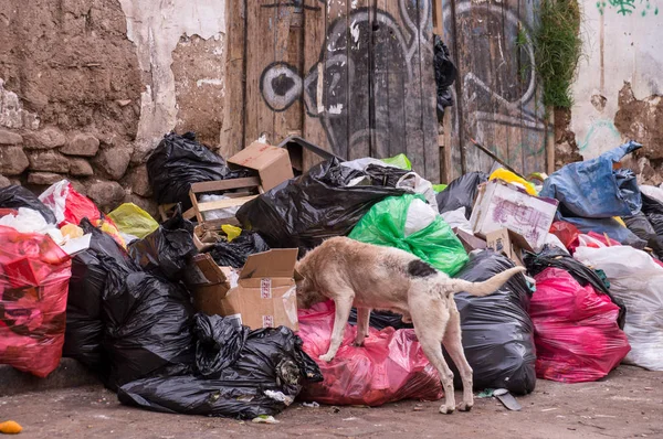 Dog eating litter in the street