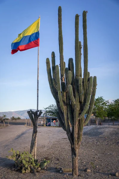 Colombian flag next to a huge cactus