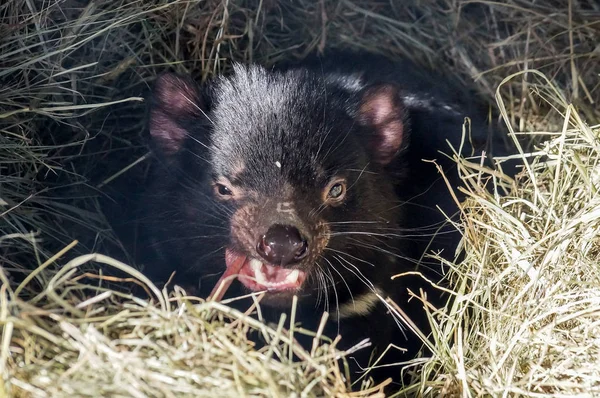 Tasmaanse duivel in stro — Stockfoto