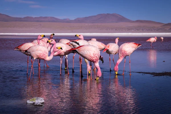 Laguna Colorada, Bolivya pembe flamingolar grup
