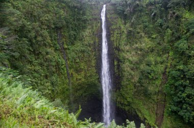 Akaka falls Hilo, Big Island, Hawaii yakın